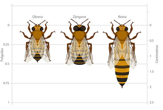 Existen tres tipos de abejas dentro de cada colmena: obreras, zánganos y una reina.