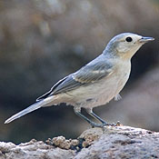 bird-image