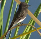 Black Phoebe thumbnail
