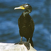 bird-image
