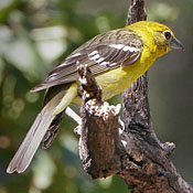 bird-image