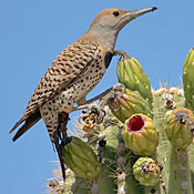 bird-image