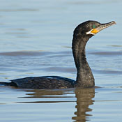 bird-image