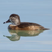 bird-image