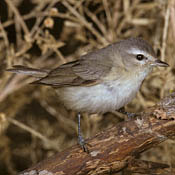 Warbling Vireo thumbnail