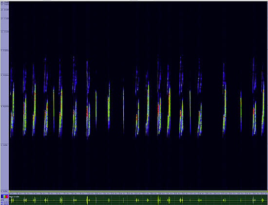 bird sonogram