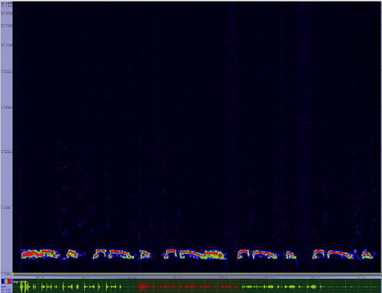 bird sonogram