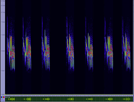 bird sonogram