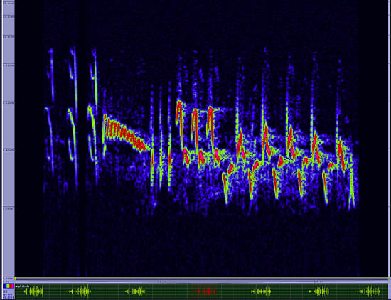 bird sonogram