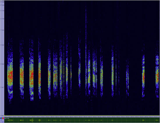 bird sonogram