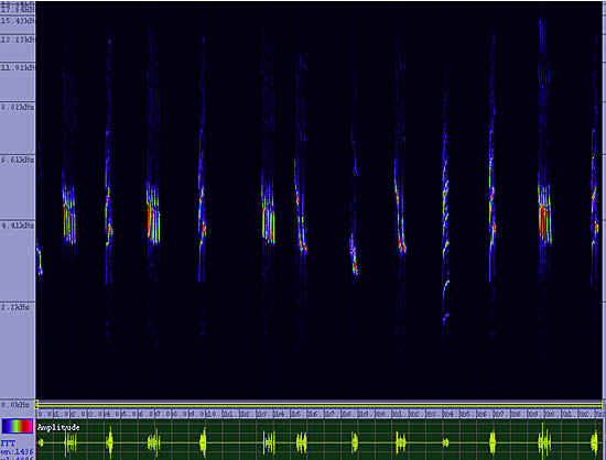 bird sonogram