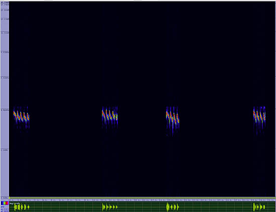 bird sonogram