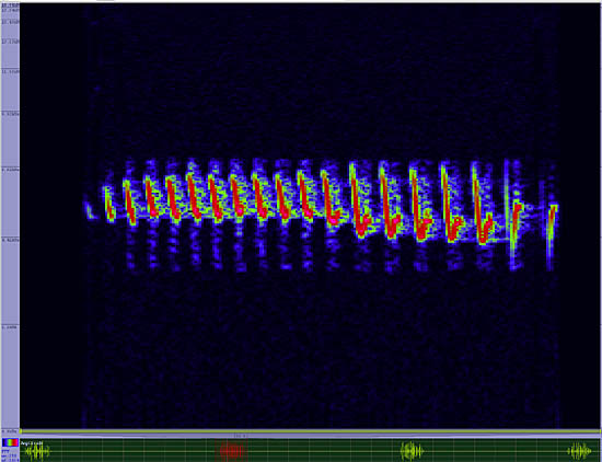 bird sonogram