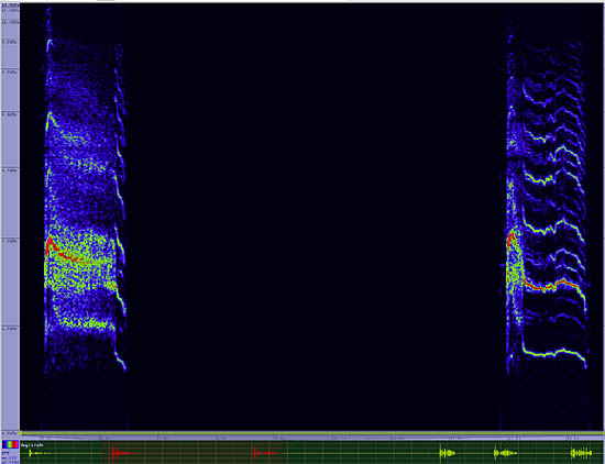 bird sonogram