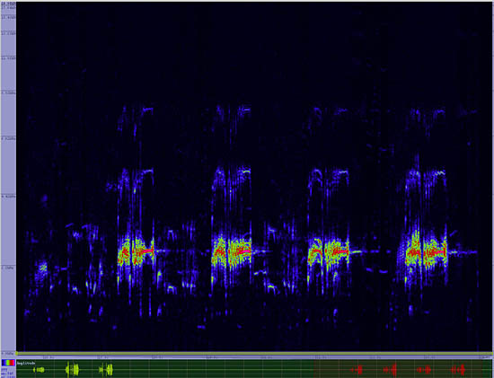 bird sonogram