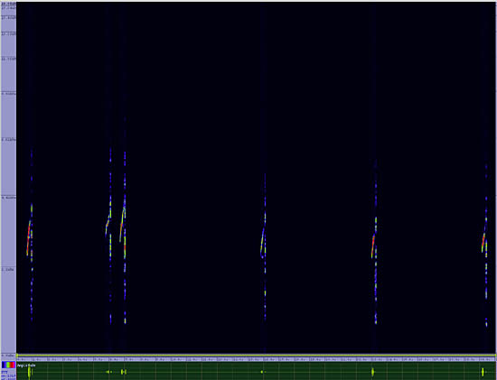 bird sonogram