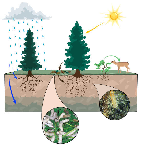 <p>L’illustration représente un écosystème de forêt. Les flèches bleues montrent qu’une partie de l’eau des précipitations est captée par les racines des plantes, tandis qu’une autre partie s’infiltre plus bas dans le sol, où elle restera en réserve. La flèche jaune montre que l’énergie solaire est captée par les plantes. La flèche verte montre que l’énergie stockée dans les tissus des plantes passe dans les animaux qui s’en nourrissent (une biche, par exemple). Les flèches brunes montrent que l’énergie des plantes mortes passe dans les décomposeurs qui les mangent (les vers de terre et bactéries qui vivent dans la matière végétale morte ou dans le sol, par exemple). Il y a aussi des microorganismes qui vivent sur les racines des plantes et se nourrissent des éléments nutritifs libérés par les décomposeurs. (Photo de Paula Flynn, Iowa State University Extension).</p> Qu’est-ce qu’un écosystème ?