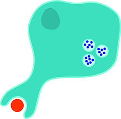 Fagocytosis