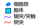 neuron type key