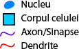 neuron type key
