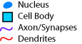 neuron type key
