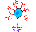 multipolar neuron