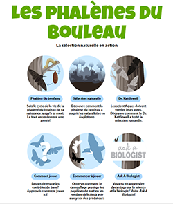 Les phalenes du bouleau