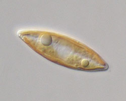 Pennate diatom (phytoplankton)