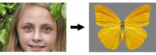 How humans see a butterfly