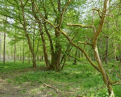 Forêt en France