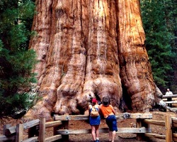 Arbre général Sherman