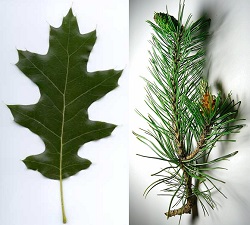 À feuilles caduques par rapport feuille de conifères . Le chêne rouge et le pin .