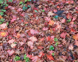 Feuilles en décomposition de plantes