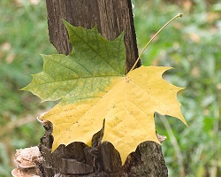 Feuille d'érable changeant de couleur