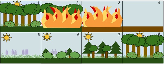 La succession forestière