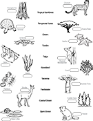 Biomes activity, matching plant and animal with correct biome