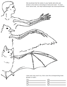Bone Comparison Worksheet