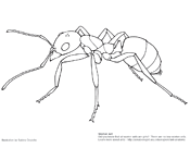 Ant Anatomy