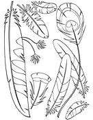 Feathers