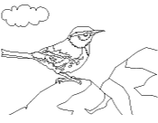 Cactus Wren