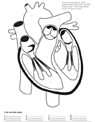 Human Heart Worksheet