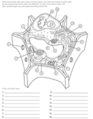 Plant Cell
