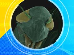 2012 Ugly Bug Contest image