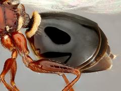 The shiny cuticle on the outside of an insect that holds chemicals called cuticular hydrocarbons