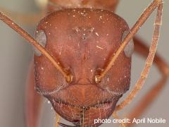 Wehner with ants