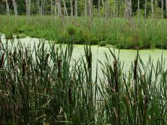 Cattails