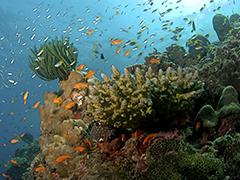 Fishy Vanishing Act