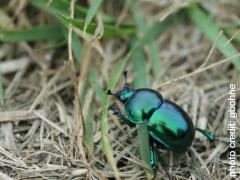 A shiny green Earth-boring dung beetle