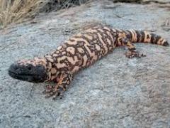 A Gila monster, a large venomous lizard