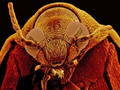 Ugly Bug image